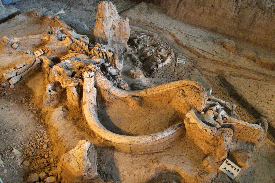 Waco Mammoth National Monument.